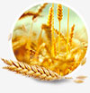 Волокна пшеницы