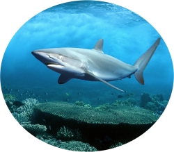 акулий хрящь для здоровья суставов